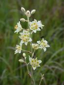 Zigadenus elegans — Caherhurley Nursery image