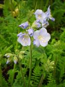 Polemonium 'Northern Lights' — Caherhurley Nursery image