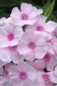 Phlox paniculata 'Sweet Summer Sensation' — Caherhurley Nursery image