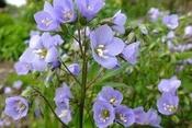 Polemonium 'Sonia's Bluebell' — Caherhurley Nursery