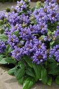 Prunella grandiflora 'Freelander Blue' — Caherhurley Nursery