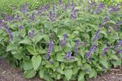 Salvia verticillata 'Hannay's Blue' — Caherhurley Nursery image