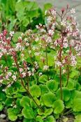Saxifraga 'Miss Chambers' — Caherhurley Nursery