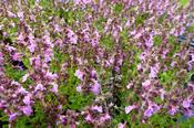 Teucrium chamaedrys 'Nanum' — Caherhurley Nursery image