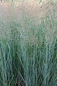 Panicum virgatum 'Blue Giants' — Caherhurley Nursery image