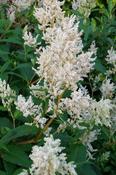 Persicaria polymorphum — Caherhurley Nursery image