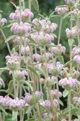 Phlomis 'Marina' — Caherhurley Nursery