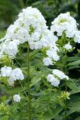Phlox paniculata 'David' — Caherhurley Nursery image