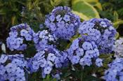 Phlox paniculata 'Donau' — Caherhurley Nursery image