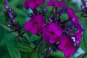 Phlox paniculata 'Dusterlohe' — Caherhurley Nursery image