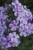 Phlox paniculata 'Gzhel' — Caherhurley Nursery image