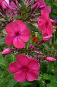 Phlox paniculata 'Karminvorlaufer' — Caherhurley Nursery image