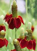 Ratibida columnifera pulcherrima 'Red Midget' — Caherhurley Nursery image