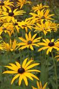 Rudbeckia fulgida deamii — Caherhurley Nursery