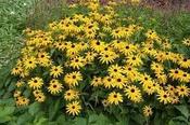 Rudbeckia fulgida 'Early Bird Gold' — Caherhurley Nursery image