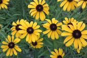 Rudbeckia missouriensis — Caherhurley Nursery image