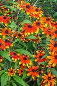 Rudbeckia triloba 'Prairie Glow' — Caherhurley Nursery image