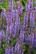 Salvia x superba 'Blauhugel' — Caherhurley Nursery image