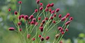Sanguisorba tenuifoilia 'Ochten' — Caherhurley Nursery image