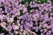 Saponaria x lempergii 'Fritz Lemperg' — Caherhurley Nursery