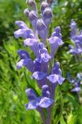 Scutellaria baicalensis — Caherhurley Nursery image
