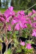Silene dioica 'Minikin' — Caherhurley Nursery image