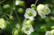 Silene fimbriata, coll. Georgia — Caherhurley Nursery