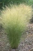 Stipa tenuissima — Caherhurley Nursery image