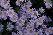 Symphyotrichum 'Cotswold Gem' — Caherhurley Nursery image