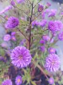 Symphyotrichum 'Johan' — Caherhurley Nursery image