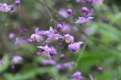 Thalictrum rochebrunianum grandisepalum — Caherhurley Nursery image