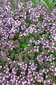 Thymus 'Caborn Wine and Roses' — Caherhurley Nursery image