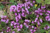 Thymus praecox brittanicus — Caherhurley Nursery image