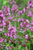 Thymus pulegioides 'Tabor' — Caherhurley Nursery image