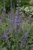 Veronica bachofenii — Caherhurley Nursery image