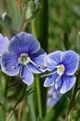 Veronica chamaedrys vindobonensis — Caherhurley Nursery image