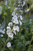 Veronica gentianoides 'Barbara Sherwood' — Caherhurley Nursery image