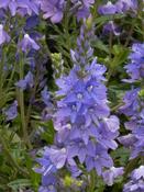 Veronica austriaca teucrium  'Lapis Lazuli' — Caherhurley Nursery image
