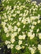 Viola 'Ivory Queen' — Caherhurley Nursery image