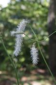 Sanguisorba tenuifolia 'Korean Snow' — Caherhurley Nursery