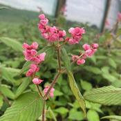 Persicaria campanulata, coll. Sikkim — Caherhurley Nursery image