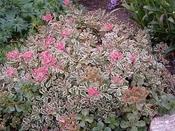 Sedum spurium 'Tricolor' — Caherhurley Nursery image