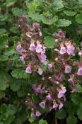 Teucrium x lucidrys 'Pain de Sucre' — Caherhurley Nursery image