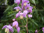 Thalictrum delavayi  decorum — Caherhurley Nursery