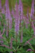 Veronicastrum virginicum 'Adoration' — Caherhurley Nursery image