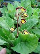 Primula 'Gold-Laced Black' — Caherhurley Nursery image