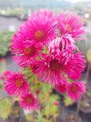 Symphyotrichum novae-angliae 'Andenken an Alma Pötschke' — Caherhurley Nursery image