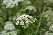 Pimpinella saxifraga — Caherhurley Nursery