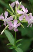 Saponaria officinalis — Caherhurley Nursery image