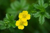 Potentilla erecta — Caherhurley Nursery image